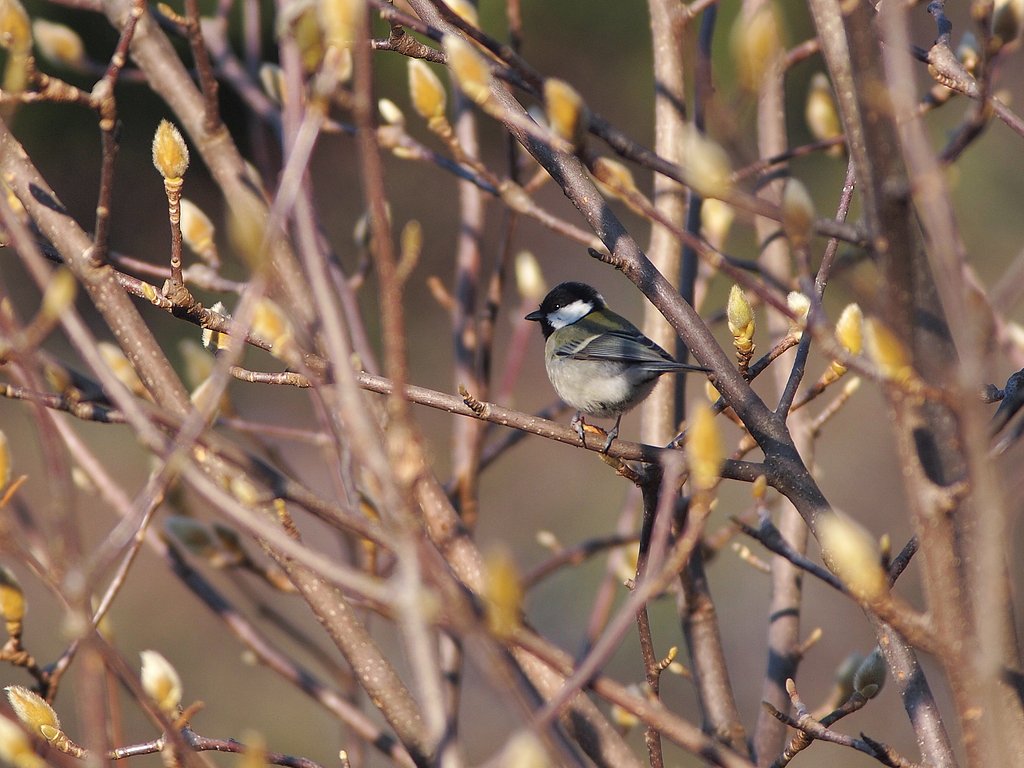 蕾に和んで