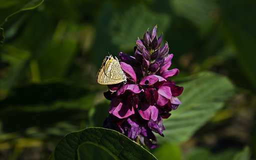 【横顔】 葛の花とウラナミシジミ