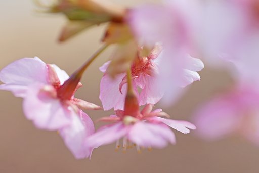河津桜