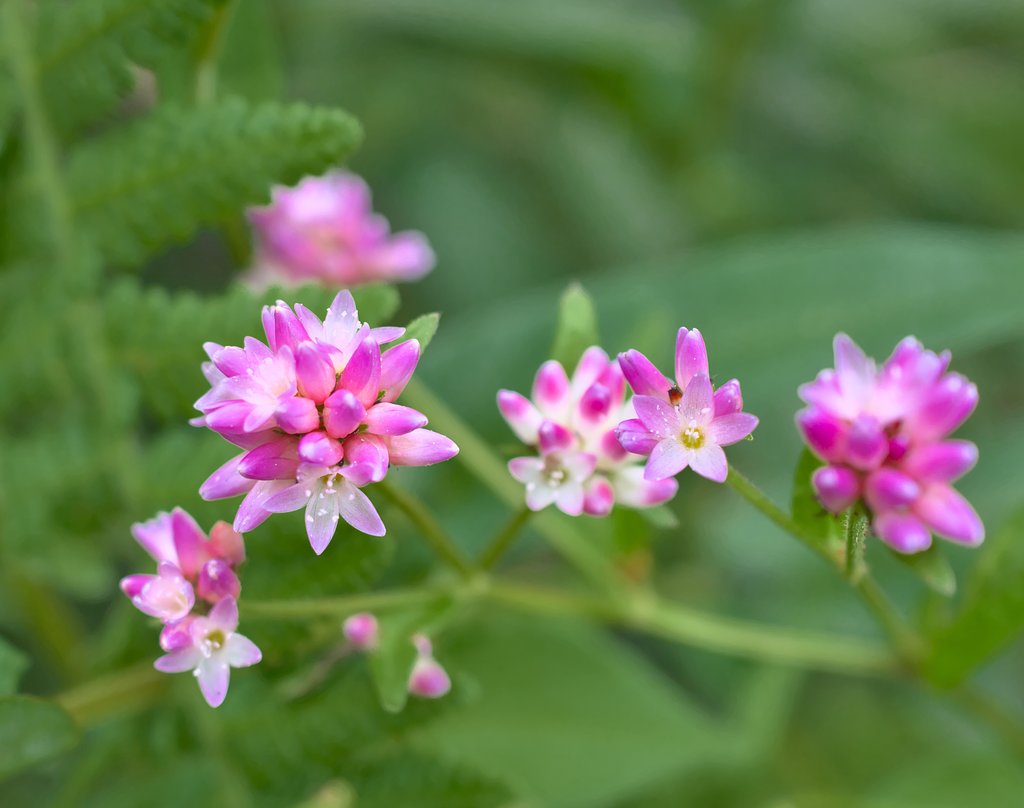 ミゾソバ開花