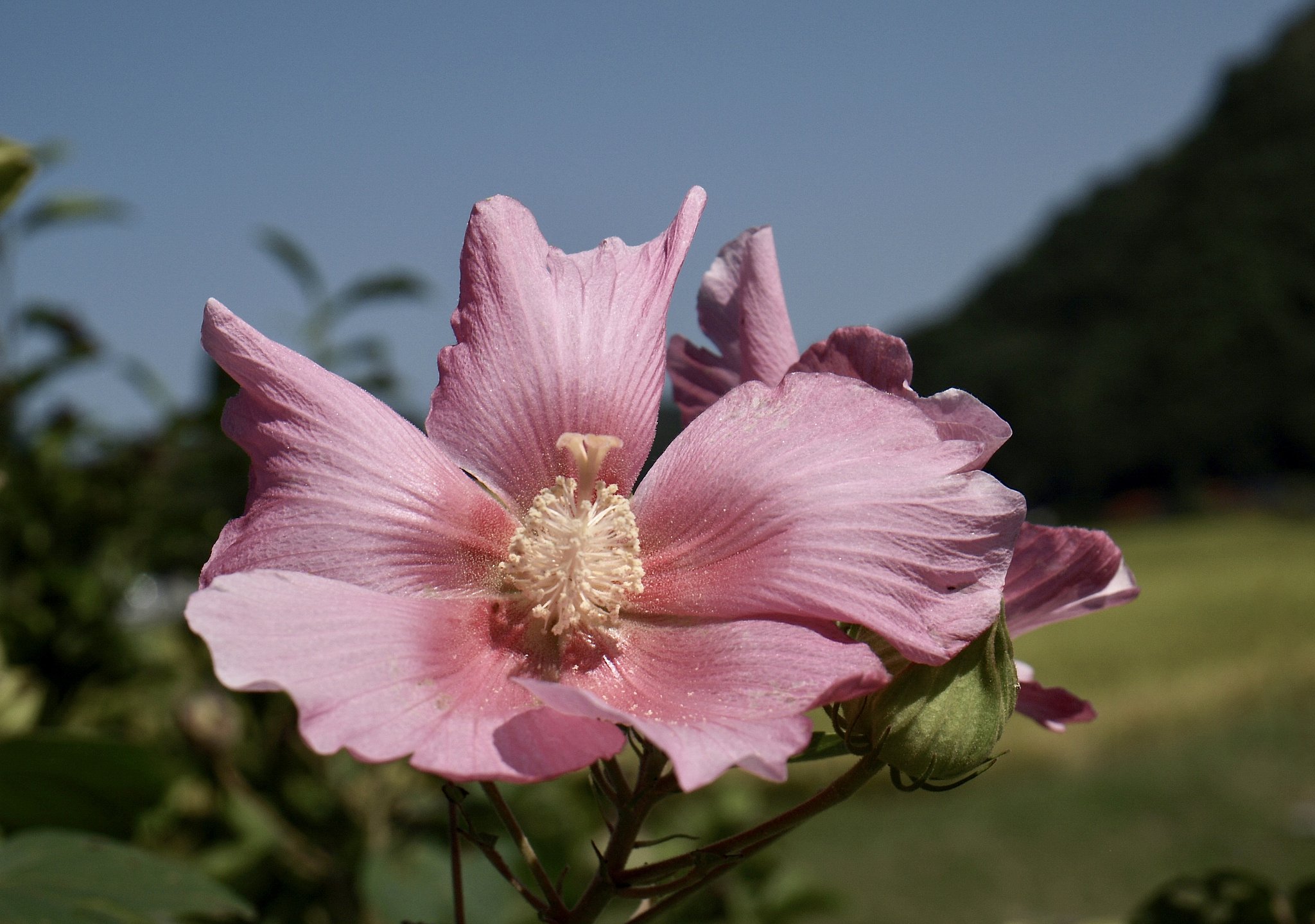 芙蓉の花