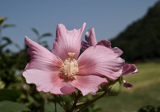 芙蓉の花