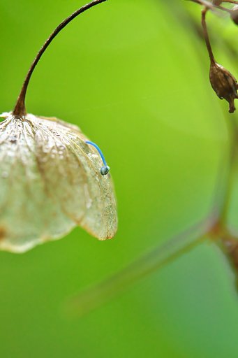 Tamron 90mm F2.8  Macro  F017＋EF12Ⅱ