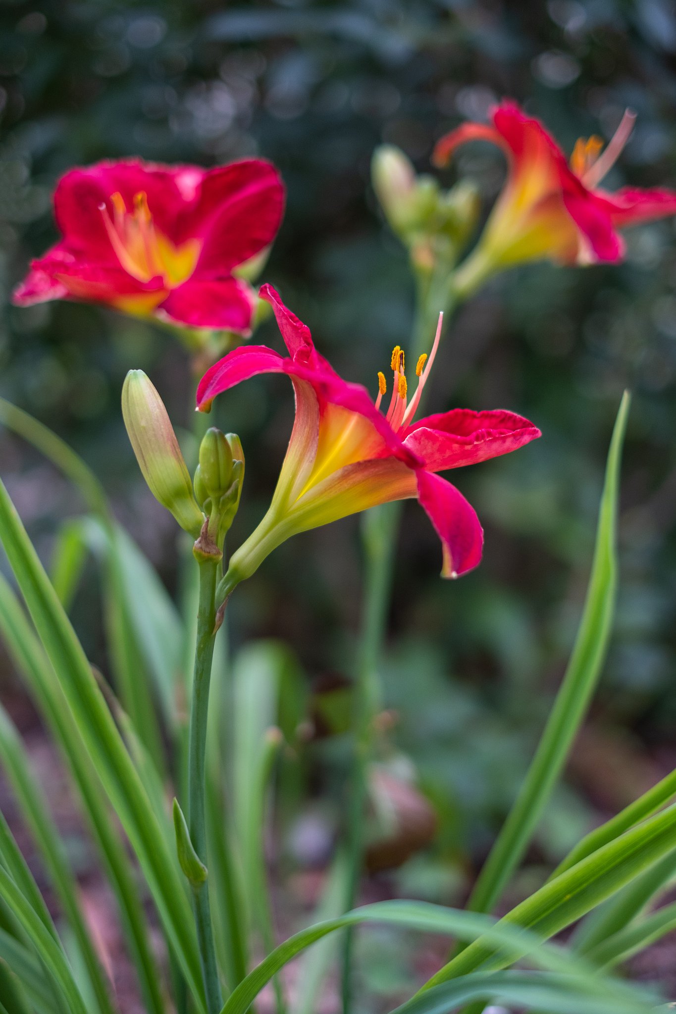 FUJINON XF35mm F1.4 R