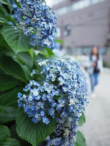 文京あじさいまつり