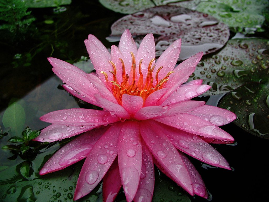 止み間の睡蓮花