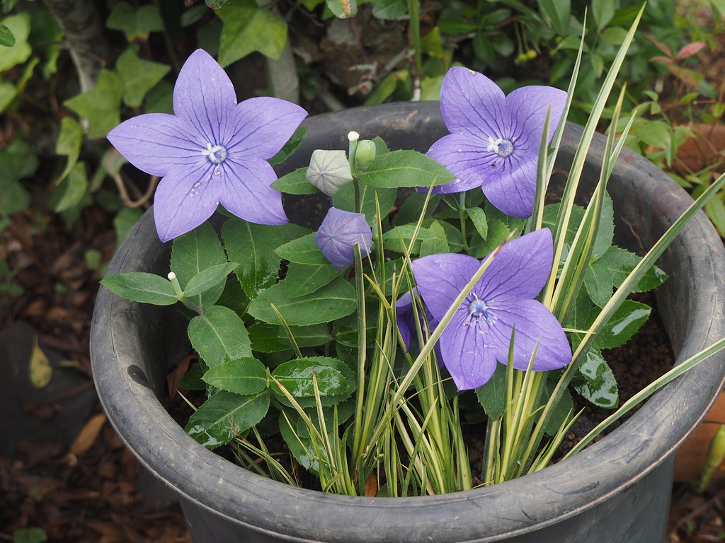 LUMIX G VARIO 1:3.5-5.6/14-45㎜