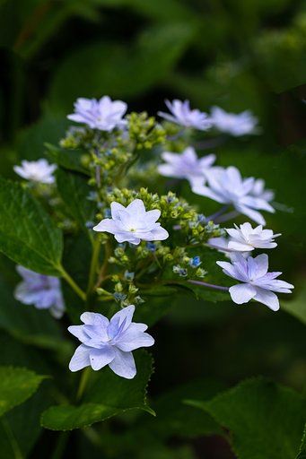 EF100mm F2.8 L IS MACRO