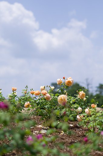 PENTAX-DA 50mmF1.8