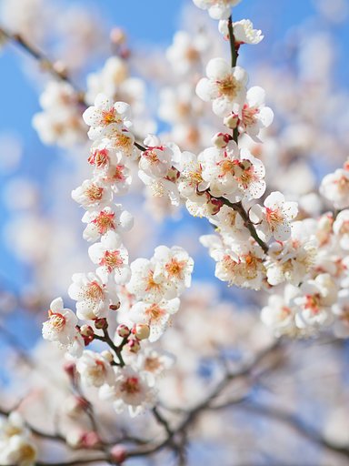 白梅、蕩けて