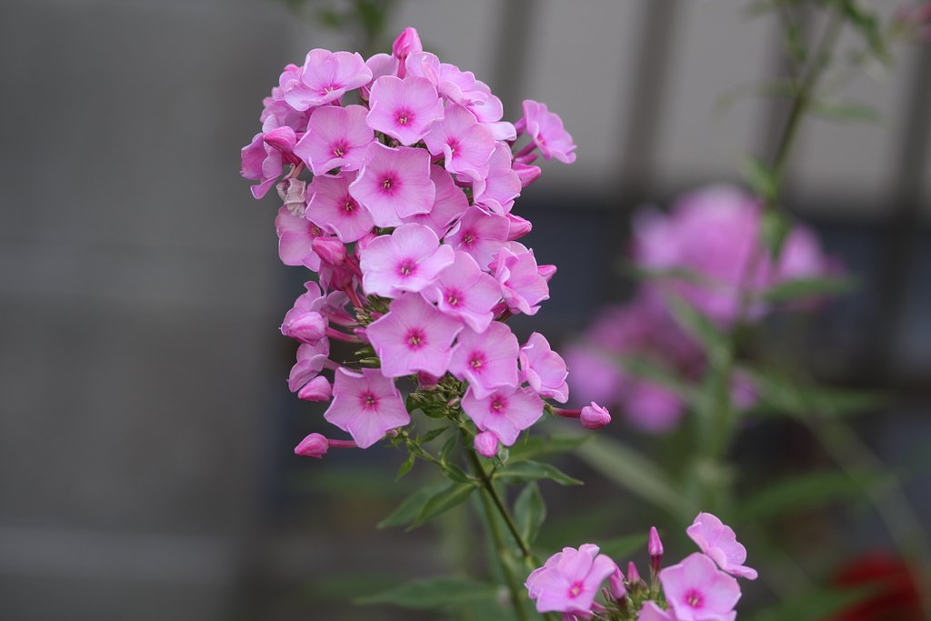 美女桜