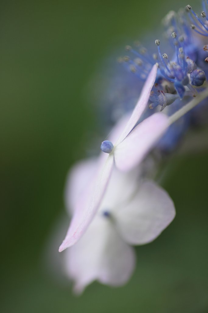 Tamron 90㎜ f2.8  macro172E