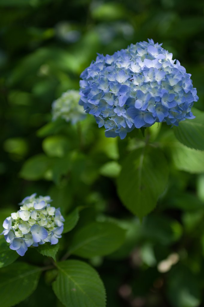 SIGMA 30mm F1.4 DC HSM