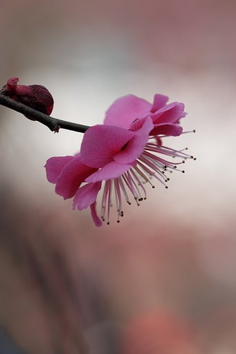 紅梅