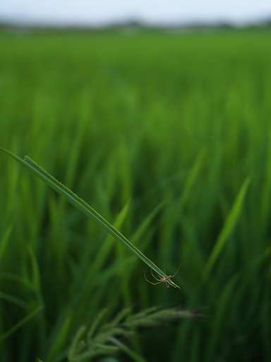 蜘蛛