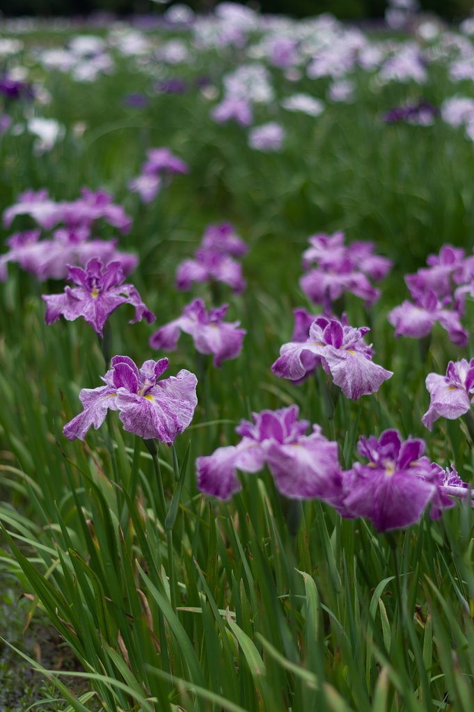 花菖蒲