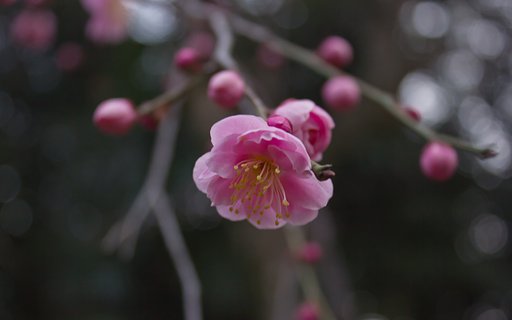 桃色枝垂れ