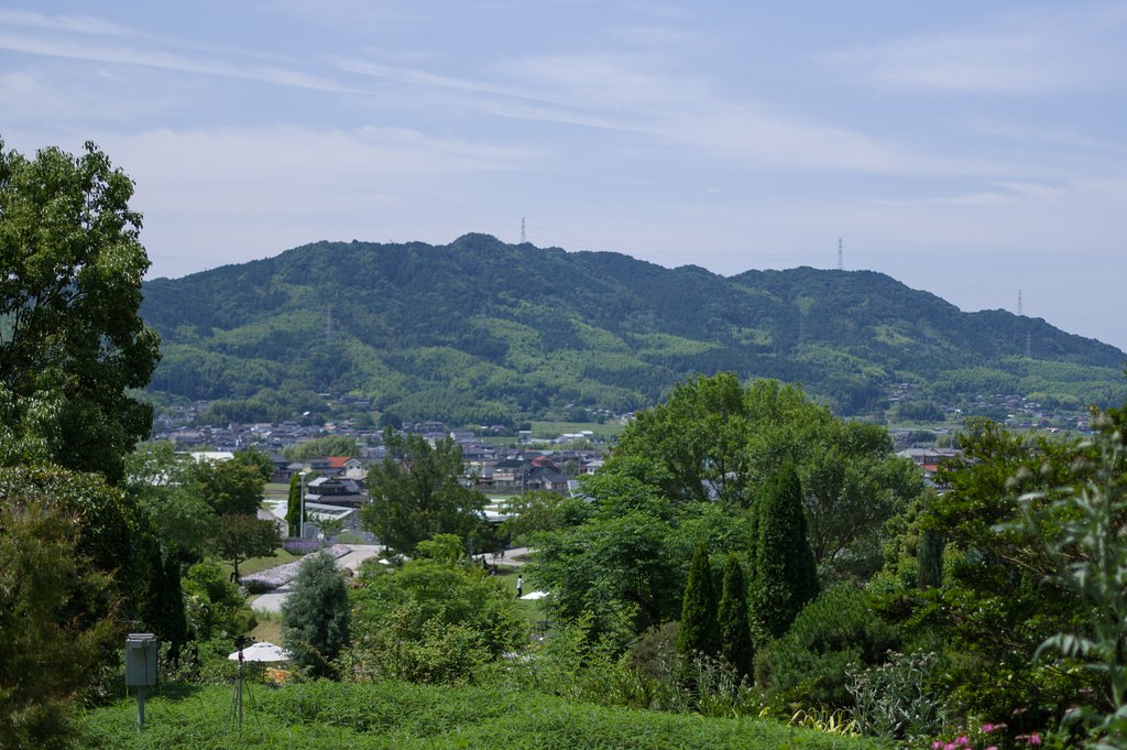 夏草
