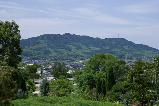 夏草