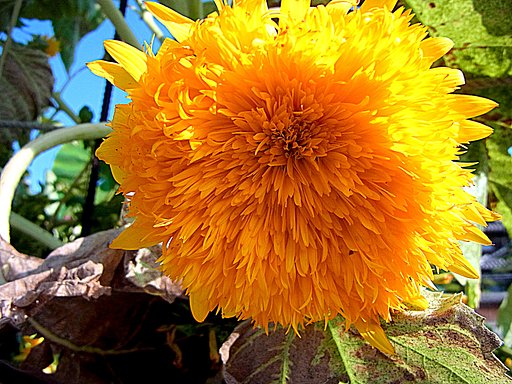 【夏】の花ヒマワリ