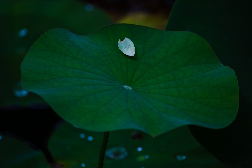 EF100-400mm F4.5-5.6 L IS