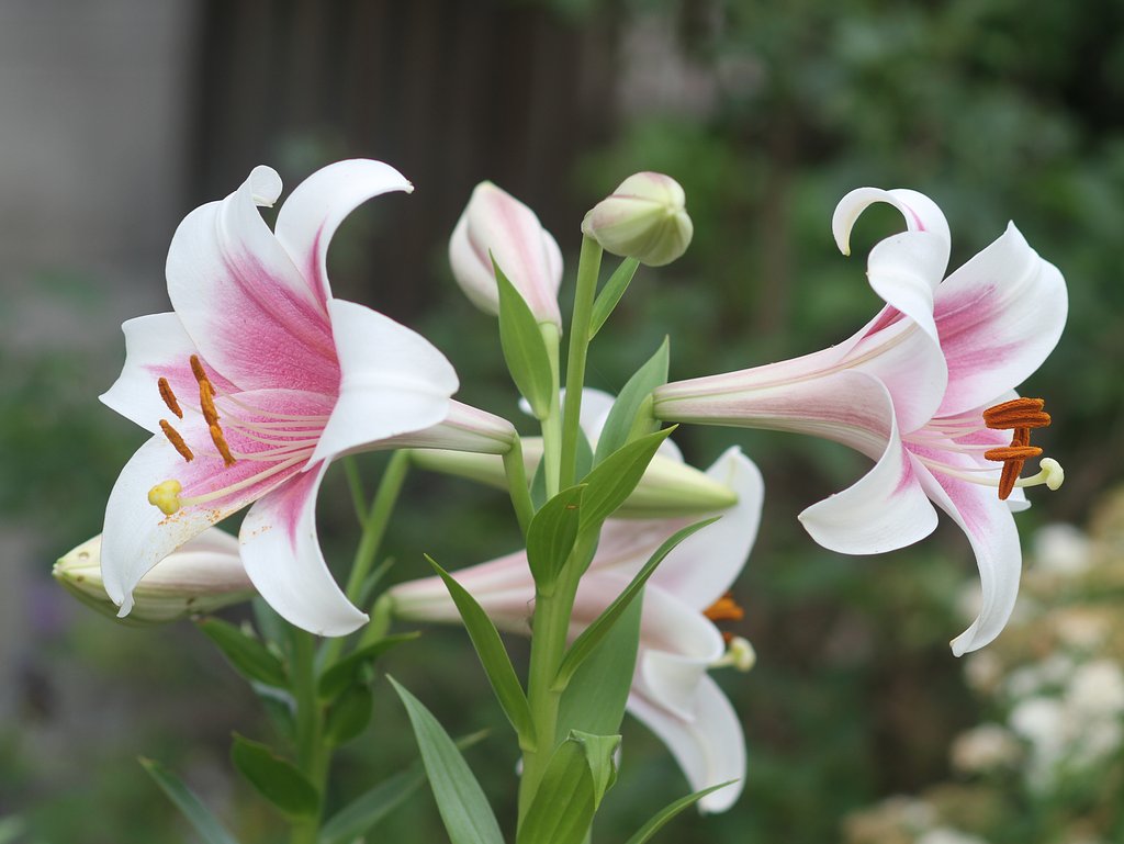 cano EF100㎜F2.8 macro