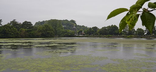 散歩撮影