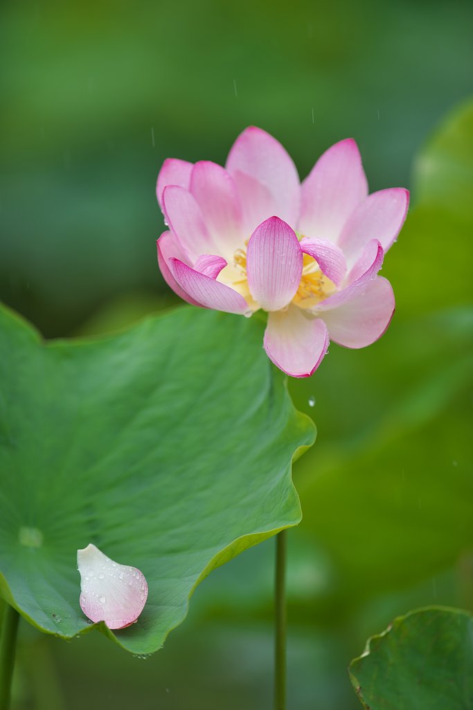 EF300mm F2.8L IS 