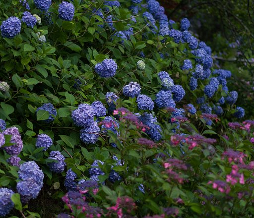 PENTAX-DA 50mmF1.8