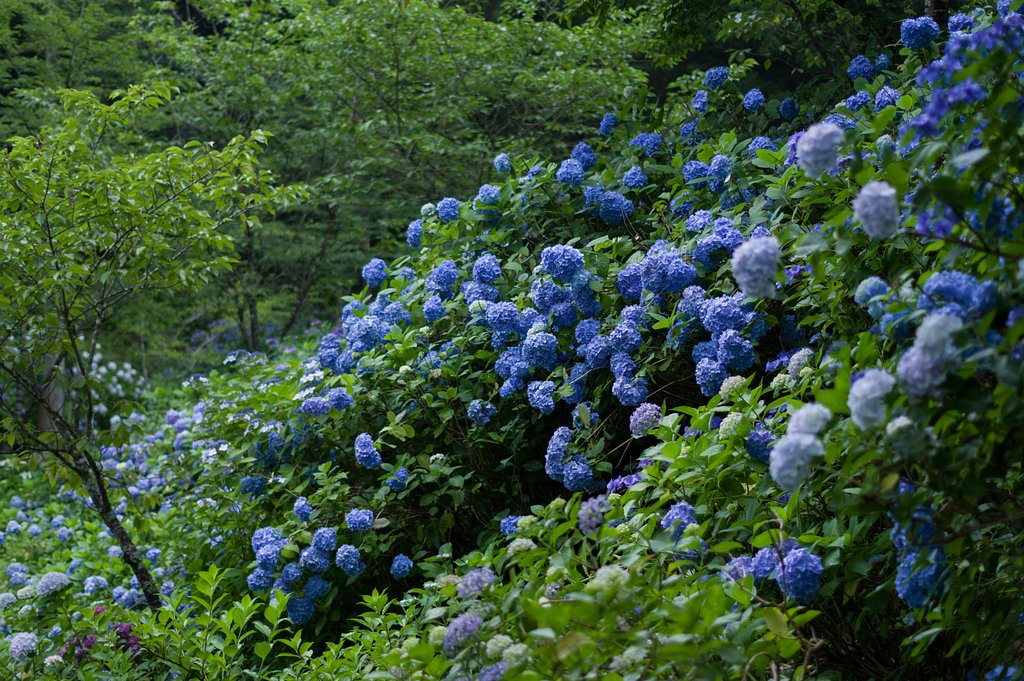 紫陽花の山
