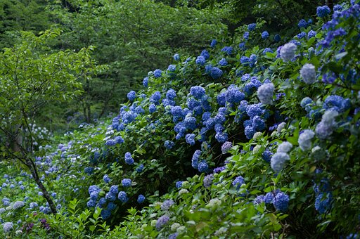 紫陽花の山