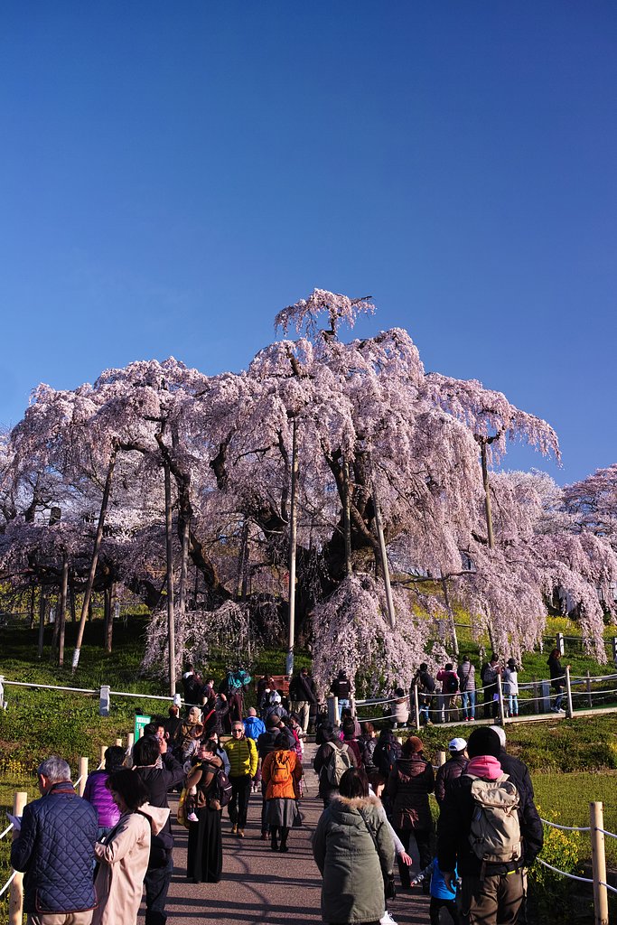 三春の滝桜