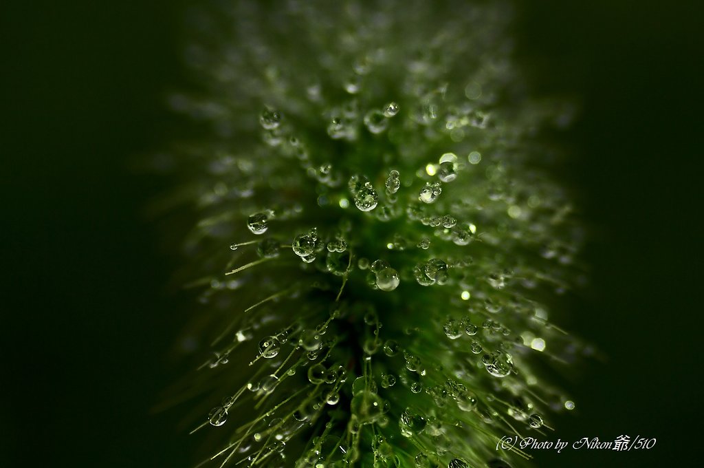 水玉