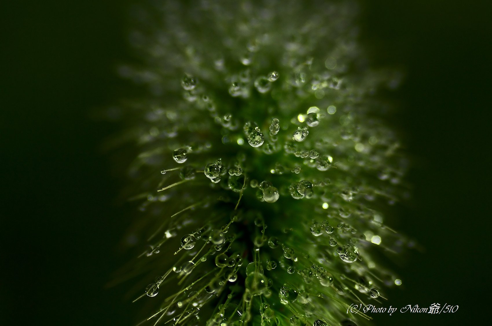 水玉