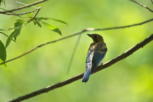 EF500mm F4L IS＋EF1.4Ⅲ