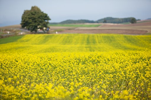 セブンスターの木