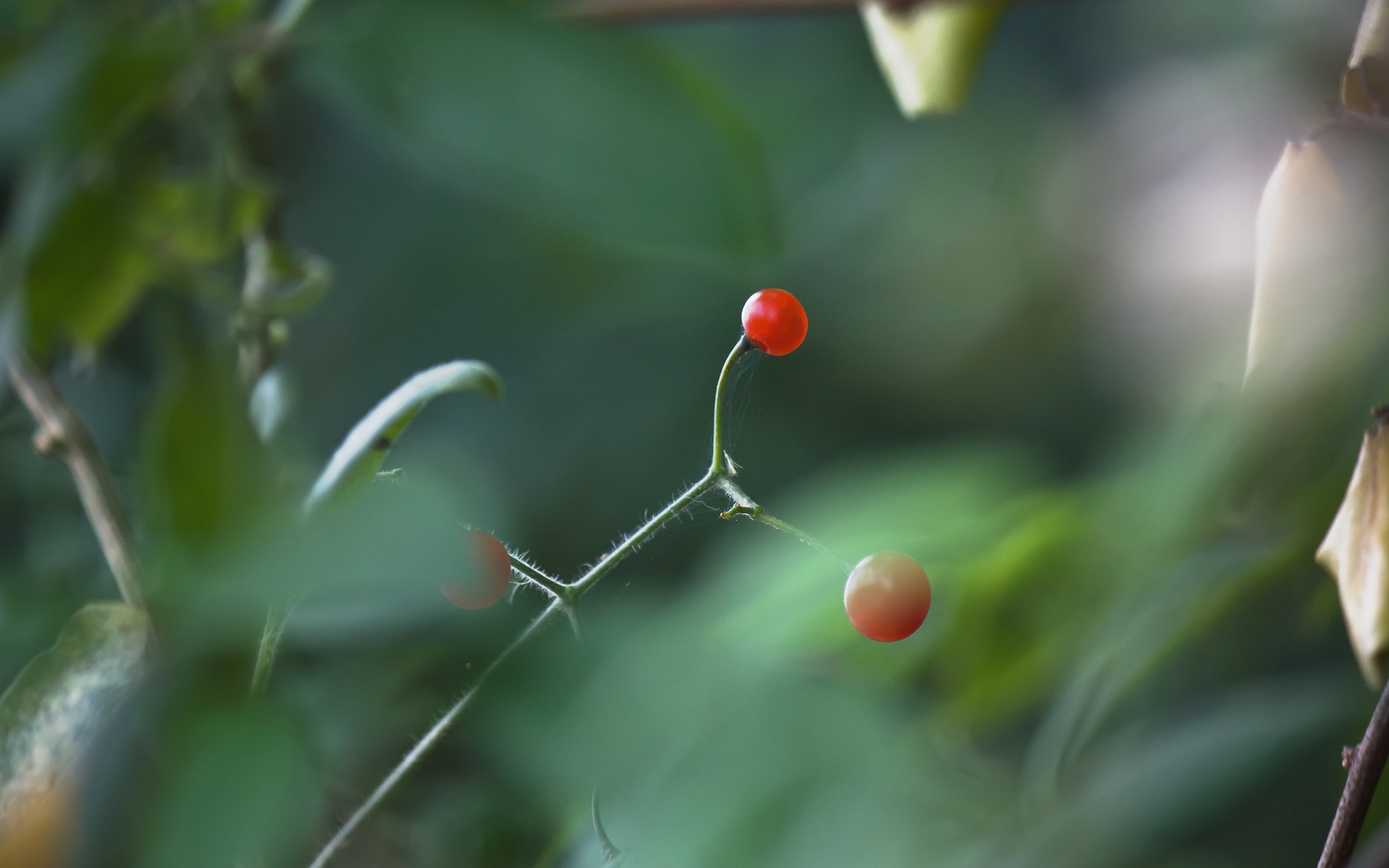 ヒヨドリジョウゴの実。