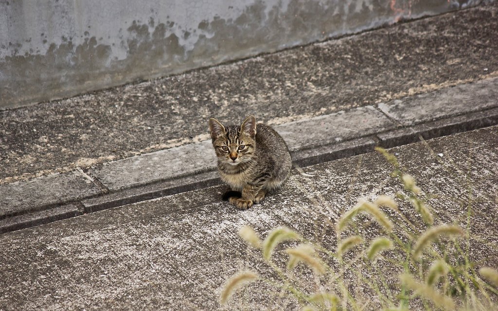 遠くのキジ子猫