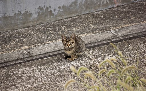 遠くのキジ子猫