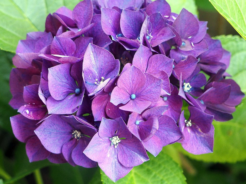 【初夏】　赤紫の紫陽花　