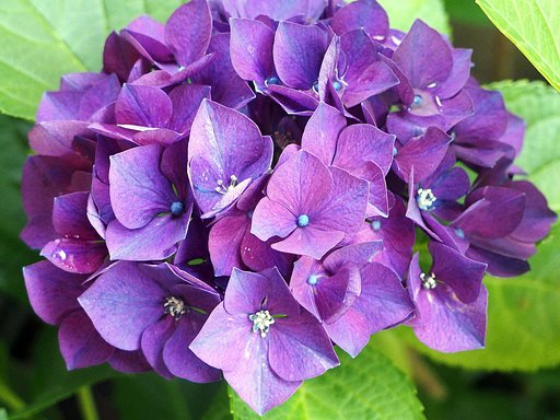 【初夏】　赤紫の紫陽花　