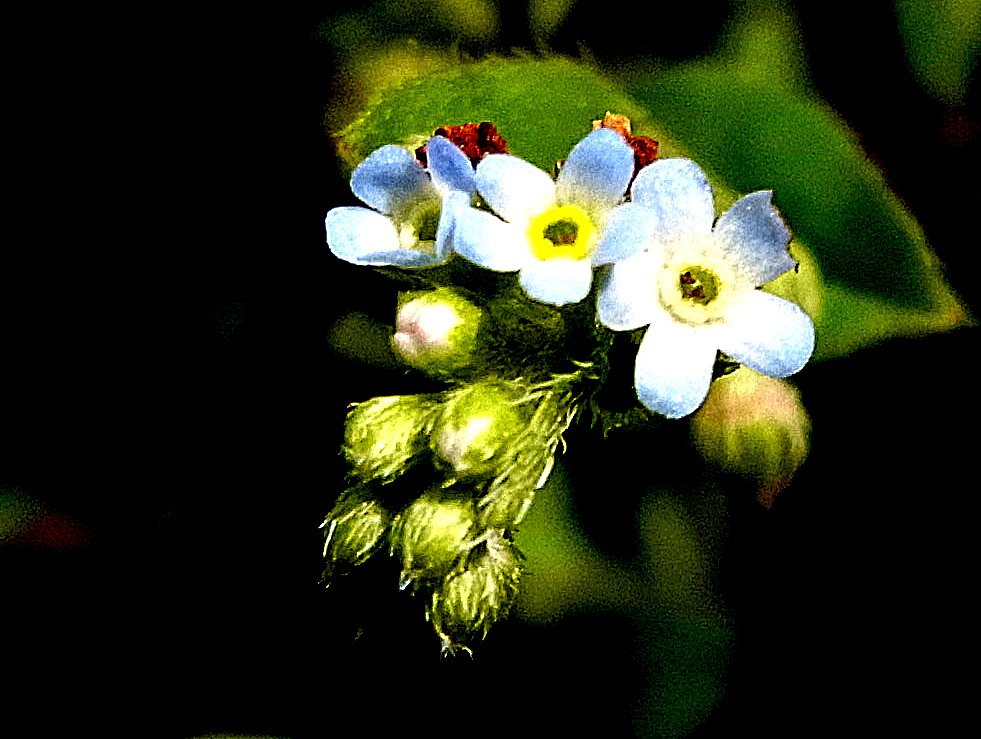 小さな花