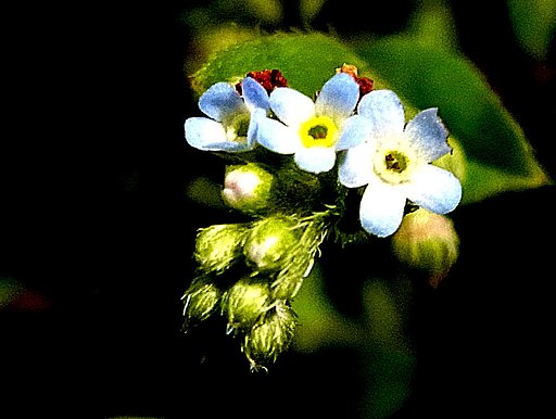 小さな花