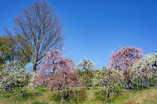 【春景】春爛漫日