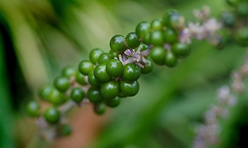 ヤブランの実