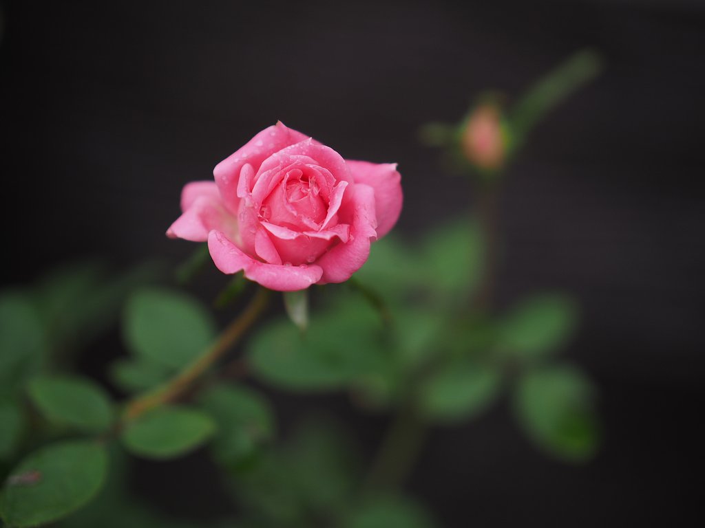 秋薔薇(西武園ゆうえんち)２