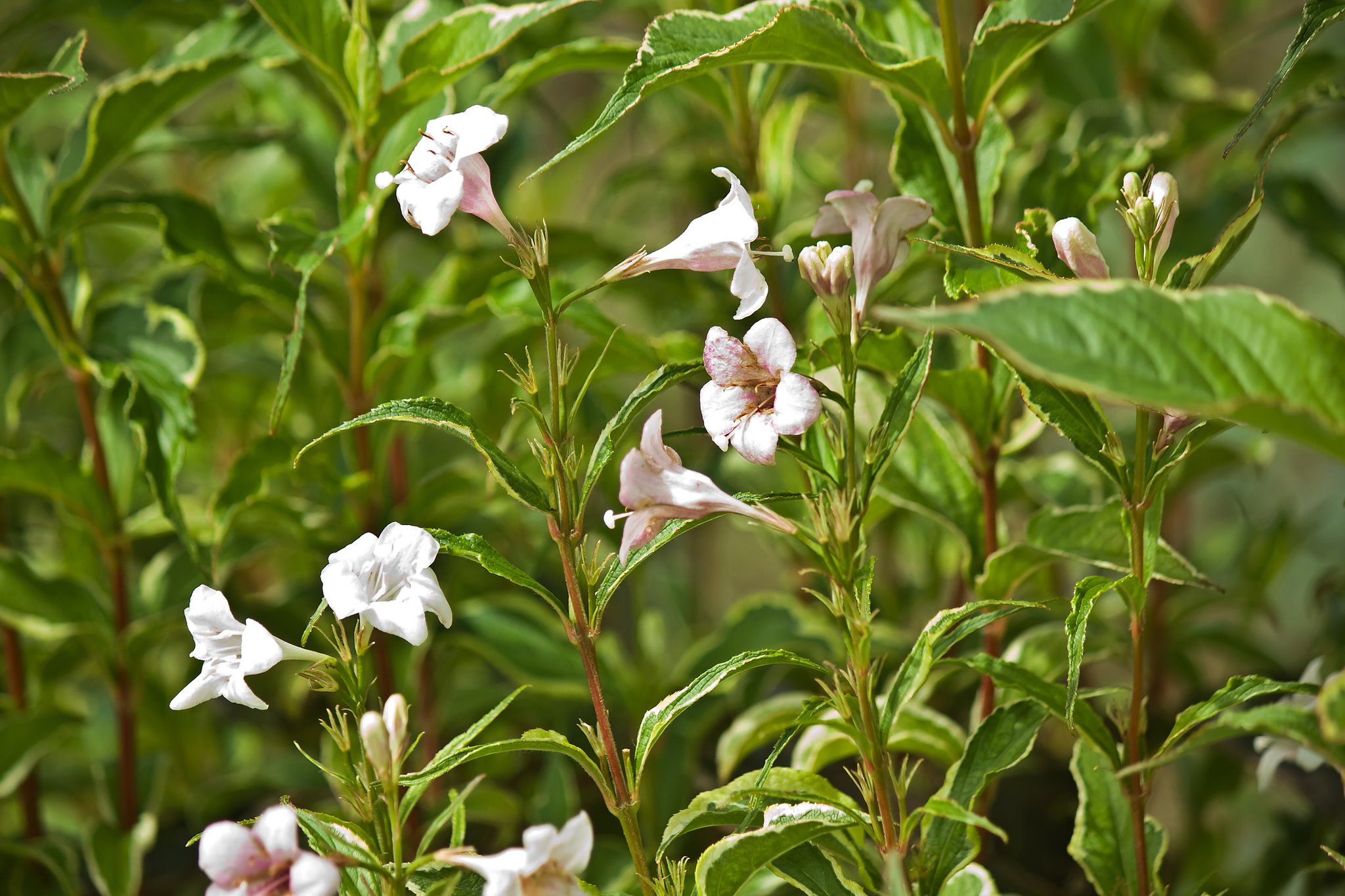 花がないとアジサイみたいな「ウツギ」