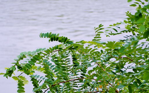 【夏】繁茂Ⅲ