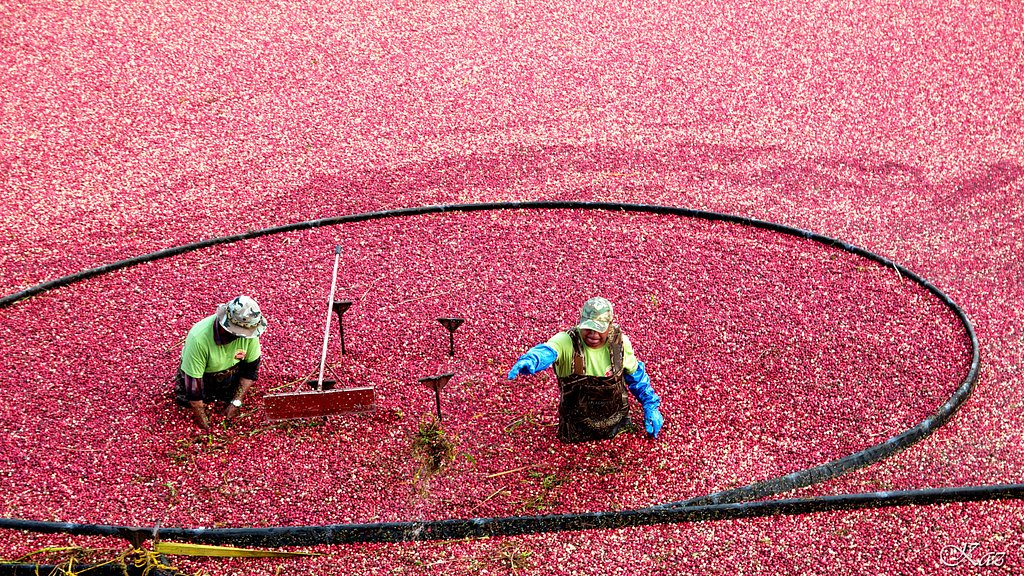 Farmers