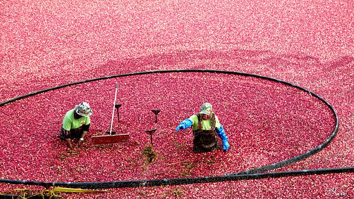 Farmers